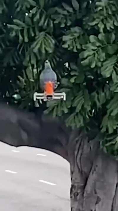 Made an arduino-powered bird drone that, well, poops.