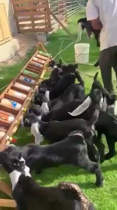 Here are some wagging goats to brighten your Saturday