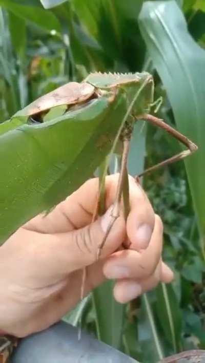 Giant Malaysian Katydids are incredibly loud