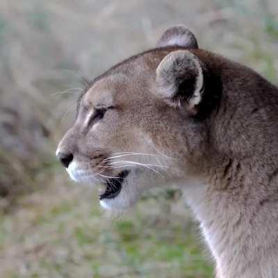 The astonishing call of a female puma during mating