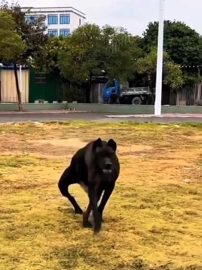 Cachorro deformado tentando fazer amizades