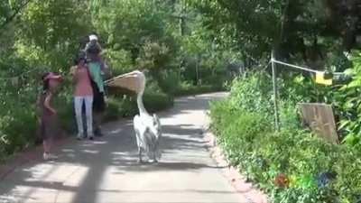 Oh a pelican how nice