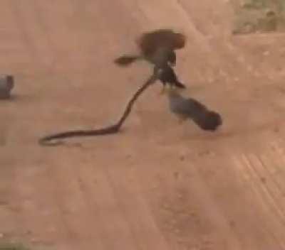 Angry birds blinded the snake