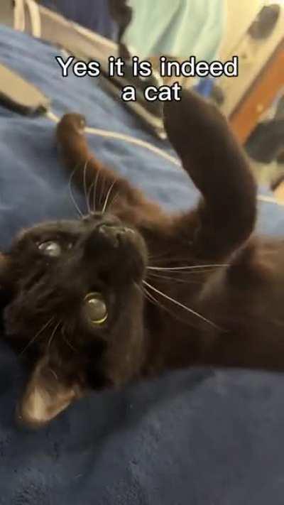 The elusive fruit bat cat