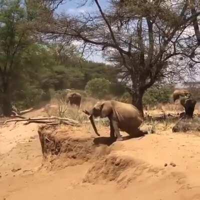 A baby elephant following its momma elephant in crossing a river bed