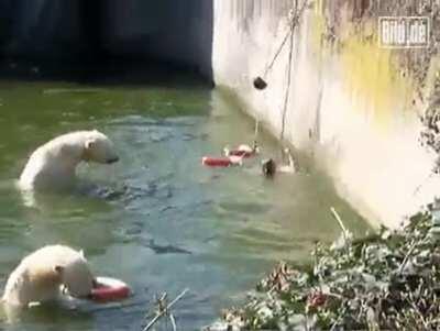 HMC while i jump into the Polar Bear enclosure at the zoo.