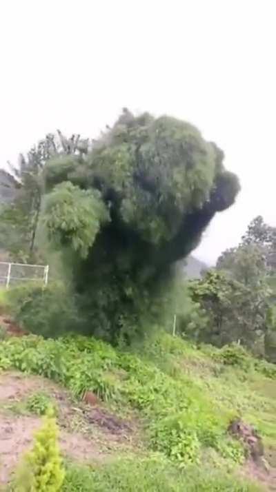 Awesome nature! The tree that seems to dance with the strong winds...