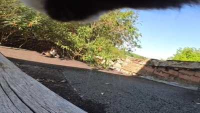 Peekaboo! how many cats do you see?