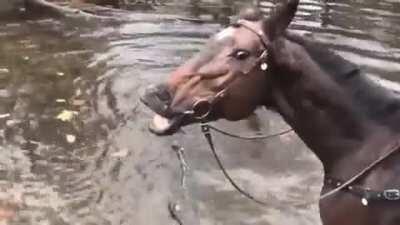 Horse Smiles and Farts