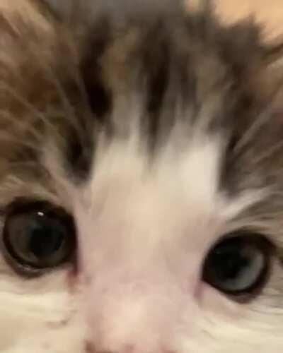 And right meow? You took it too fur