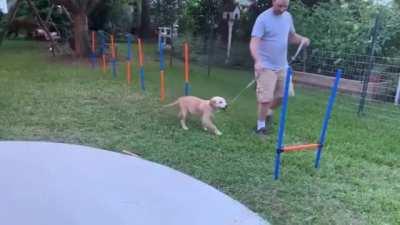 This pupper has 0% athletic skills, but he's still 100% good boy