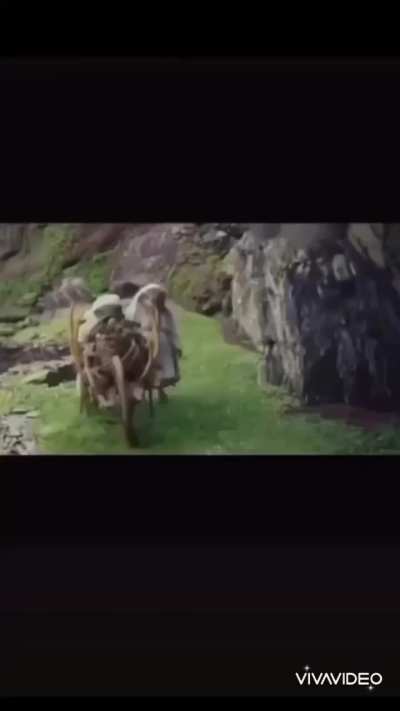 Found a true patriot Palestinian cat