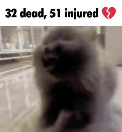 cat of the hour [12/24]