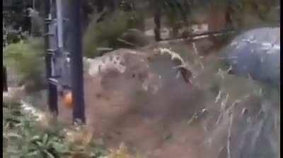 🔥 Big Cats are still Cats