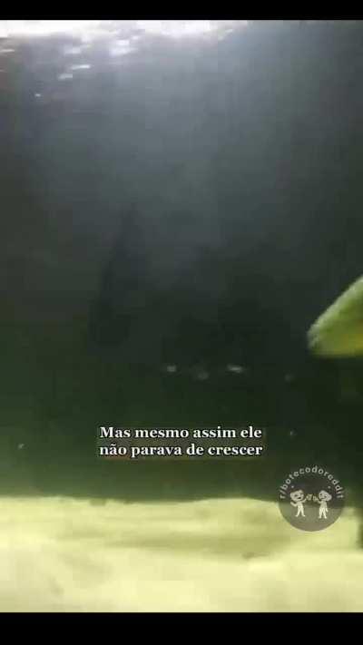 A história de Douglas, o dourado 