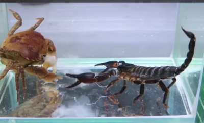 Qual o nome desse comportamento?