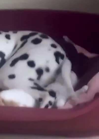 Котенок делит постель с собакой