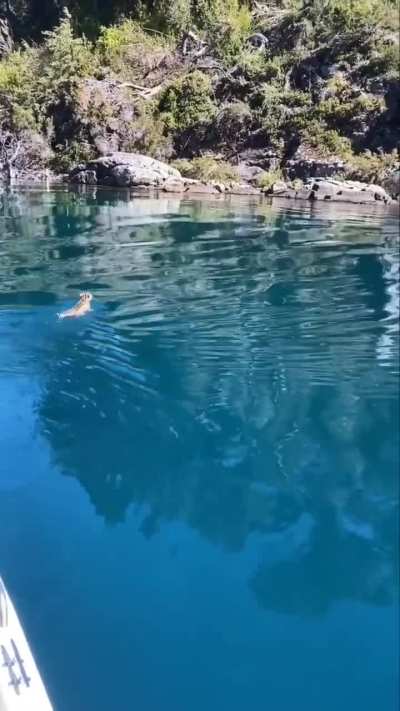 Apareció un gatito montés nadando en el lago Menéndez durante una excursión de pesca deportiva y se robó el show