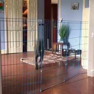 The biggest threat to dogkind