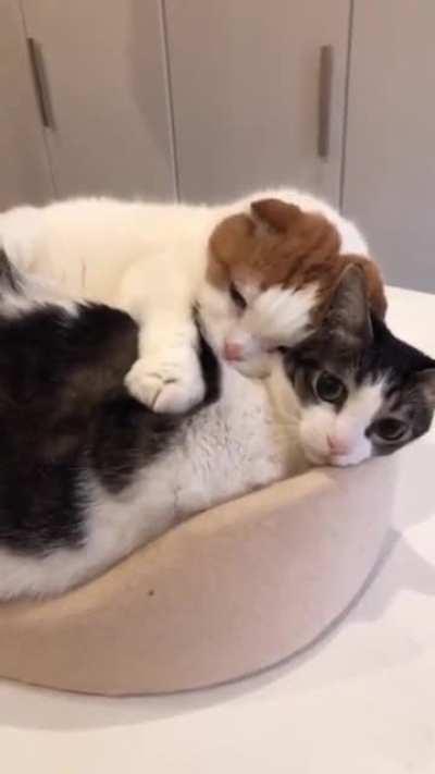 Making love and biscuits