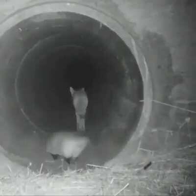 Coyote and a badger traveling together