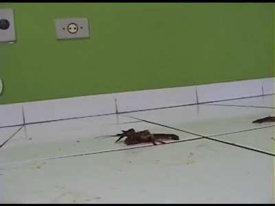 White, Crawdad Walkover