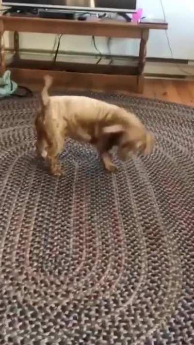 For my next trick...