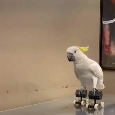 My bird Sampson in his original break out video !