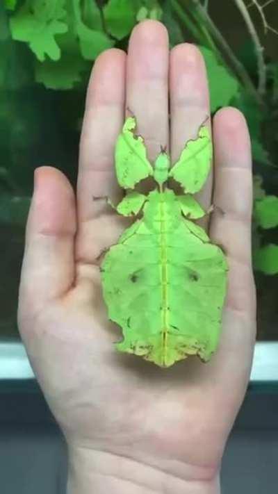 Timelapse of growth of this insect