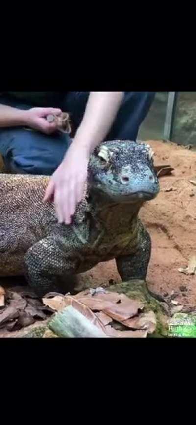 Brushies for a scaly guy!