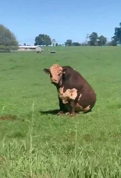 Absolute distinguished unit