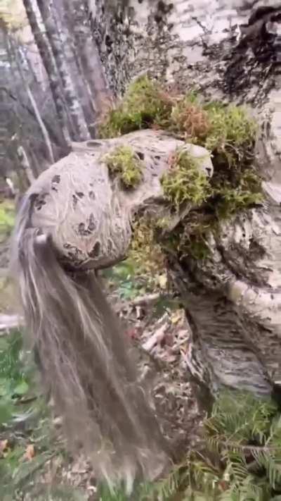 Манекен и дерево - а ты не обделайся