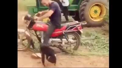 Muquinha interesseiro