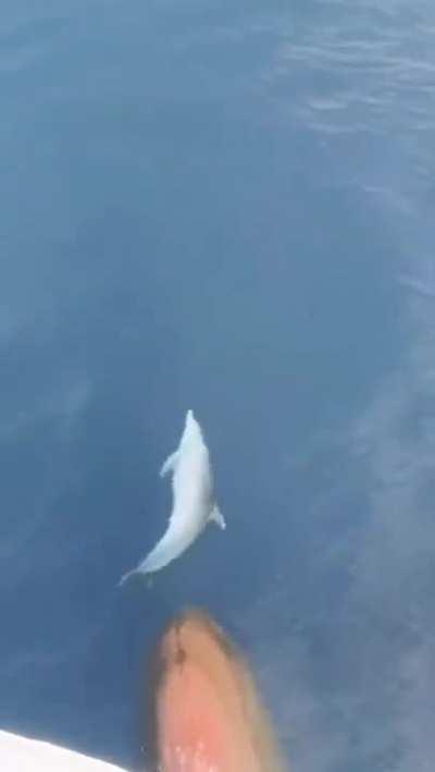 A dolphin playfully riding the bow wave af a ship.