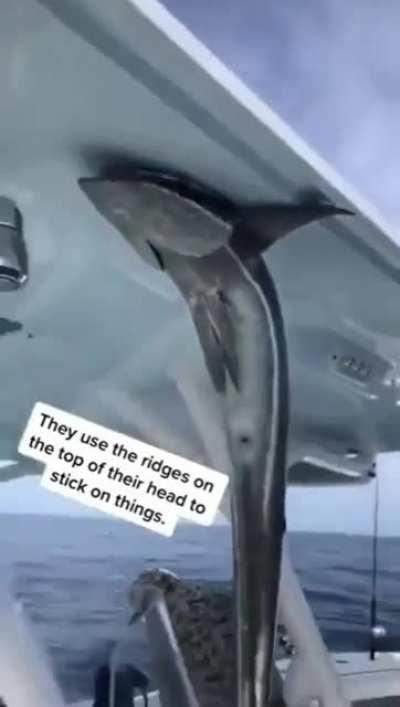 Roof Fish, Fish on the Roof