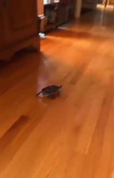 OP has given turtle hot wheels and turtle is loving its life