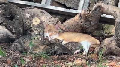 Wild kitten family i spotted on my visit to Spain