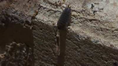 Horrifying creature seen in Southern Maryland