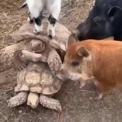 Team cock block to the rescue!