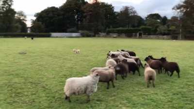 Худшая в мире пастушья собака )