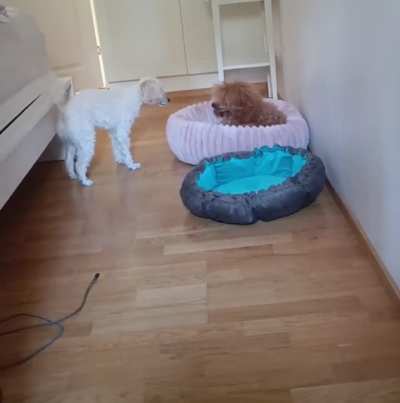 Does anyone else's dog do this when they want something? 👀