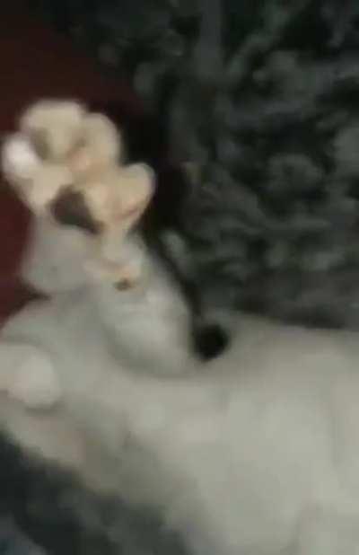 Wrong salute, cat