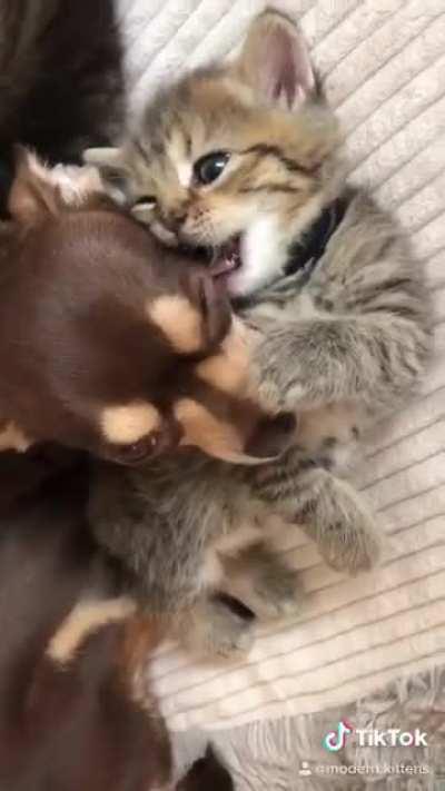 Since everyone loves Toph Beifong, here she is w her nanny pup!