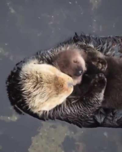 Otter with her baby.