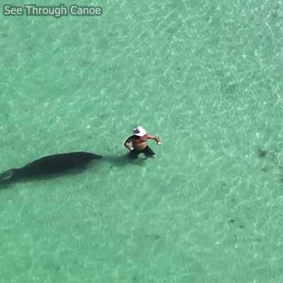 🔥 Man and Manatee Give Each Other a Scare at the Beach in Florida