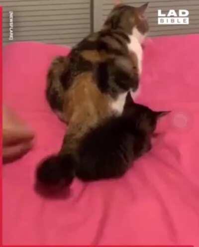 Kitten dies found the original previous post was a shitty edited one