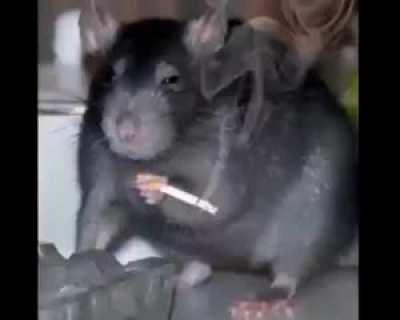 stop the rat abuse :(