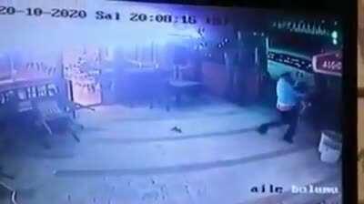 stray cat hates neighbor's dog