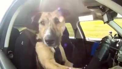 This Doggy was trained to drive a car
