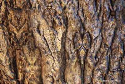 Whats With This Tree? (Psychedelic Visuals)